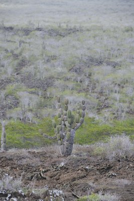 Cactus-051917-Isabela Island-#0603.jpg