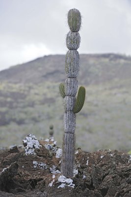 Cactus-051917-Isabela Island-#0604.jpg