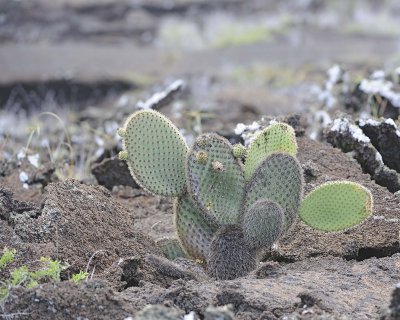 Cactus-051917-Isabela Island-#0607-8X10.jpg