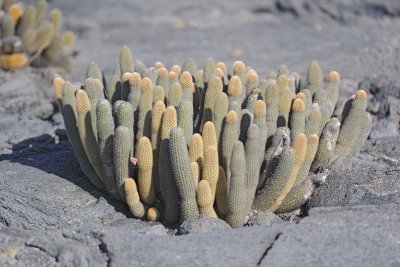 Cactus-052017-Fernandina Island-#0322.jpg