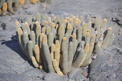 Cactus-052017-Fernandina Island-#0325.jpg