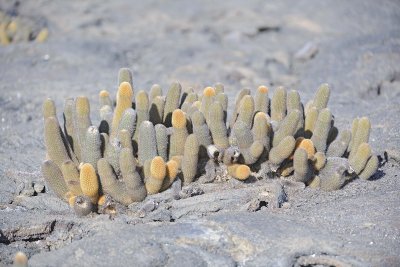 Cactus-052017-Fernandina Island-#0327.jpg
