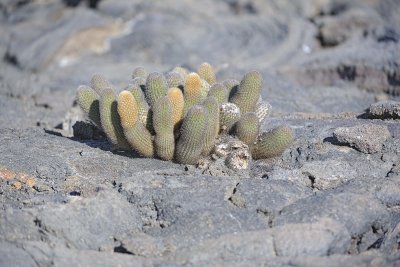 Cactus-052017-Fernandina Island-#0332.jpg