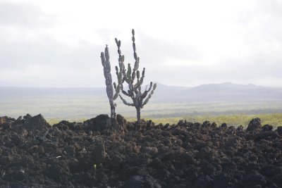 Cactus-052117-Isabella Island-#0140.jpg