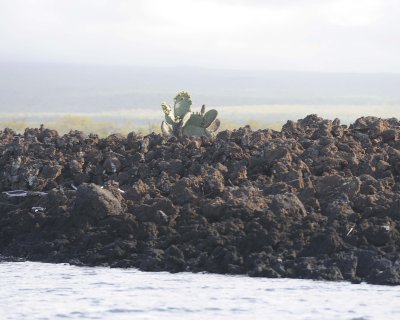 Cactus-052117-Isabella Island-#0143.jpg