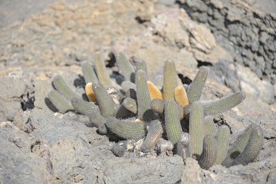 Cactus-052117-Isabella Island-#0717.jpg