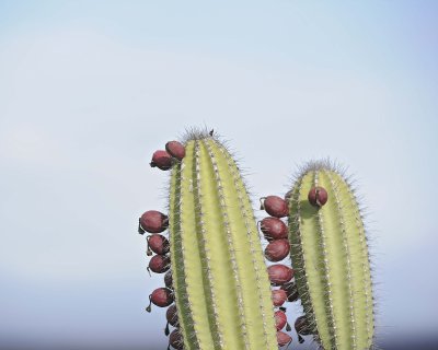 Cactus-052117-Isabella Island-#0720.jpg