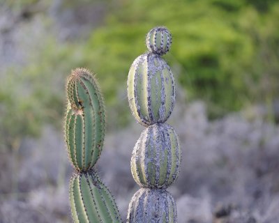 Cactus-052117-Isabella Island-#0872.jpg