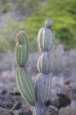 Cactus-052117-Isabella Island-#0873.jpg