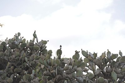 Cactus-052417-Floreana Island-#0019.jpg