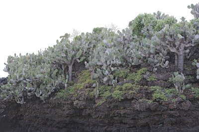 Cactus-052417-Floreana Island-#0046.jpg
