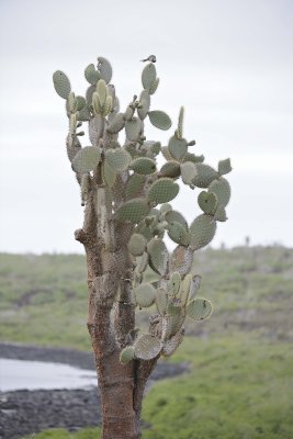 Cactus-052717-Santa Fe Island-#0040.jpg