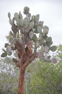 Cactus-052717-Santa Fe Island-#0045.jpg