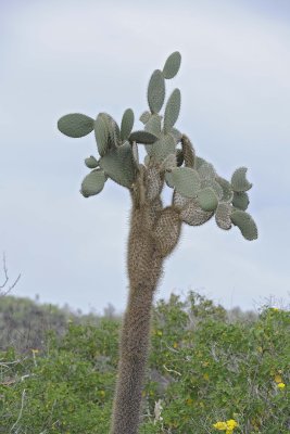 Cactus-052717-Santa Fe Island-#0197.jpg
