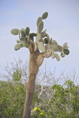 Cactus-052717-Santa Fe Island-#0519.jpg