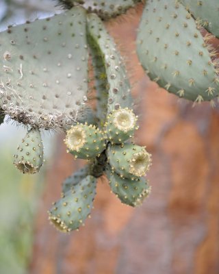 Cactus-052717-Santa Fe Island-#0527.jpg