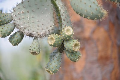 Cactus-052717-Santa Fe Island-#0529.jpg