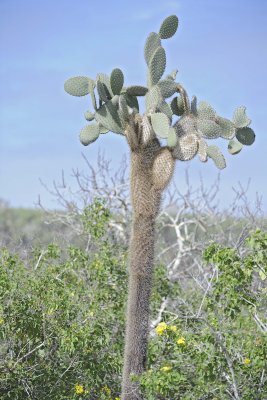 Cactus-052717-Santa Fe Island-#0784.jpg