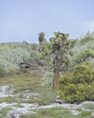 Cactus-052717-Santa Fe Island-#1001.jpg