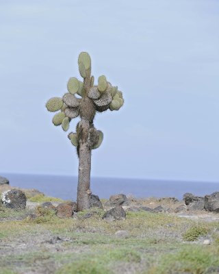 Cactus-052717-Santa Fe Island-#1048.jpg