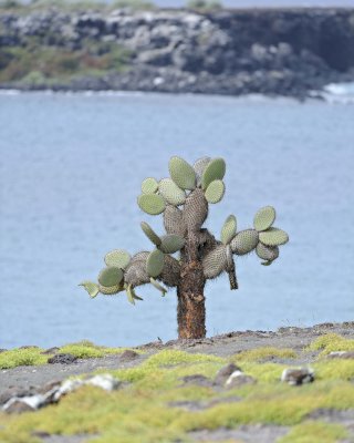 Cactus-052717-Santa Fe Island-#1061.jpg