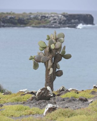 Cactus-052717-Santa Fe Island-#1083.jpg