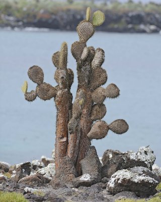 Cactus-052717-Santa Fe Island-#1087.jpg