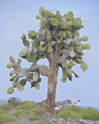 Cactus-052717-Santa Fe Island-#1089.jpg