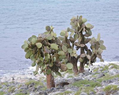 Cactus-052717-Santa Fe Island-#1206.jpg