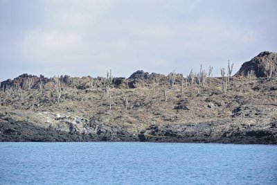 Cactus-052817-Santiago Island-#0002.jpg