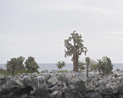 Cactus-052817-Santiago Island-#0151.jpg