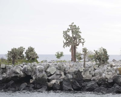 Cactus-052817-Santiago Island-#0152.jpg