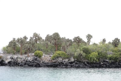 Cactus-052817-Santiago Island-#0153.jpg