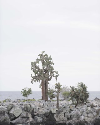 Cactus-052817-Santiago Island-#0156.jpg