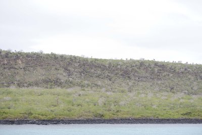 Cactus-052817-Santiago Island-#0157.jpg
