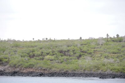 Cactus-052817-Santiago Island-#0159.jpg
