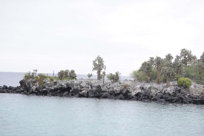 Cactus-052817-Santiago Island-#0161.jpg