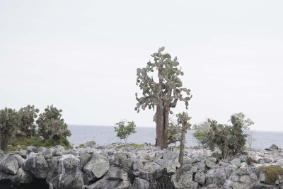 Cactus-052817-Santiago Island-#0162.jpg