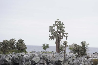 Cactus-052817-Santiago Island-#0163.jpg