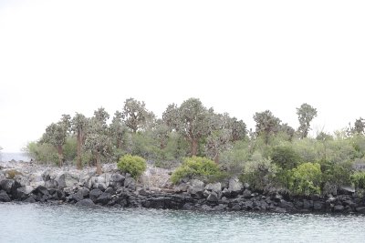 Cactus-052817-Santiago Island-#0165.jpg