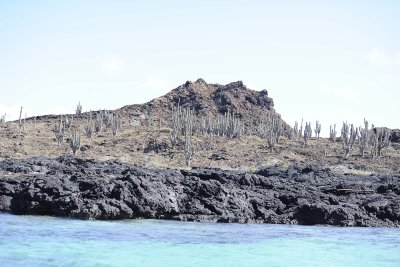 Cactus-052817-Santiago Island-#0210.jpg