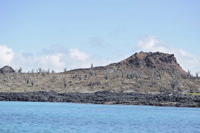 Cactus-052817-Santiago Island-#0214.jpg