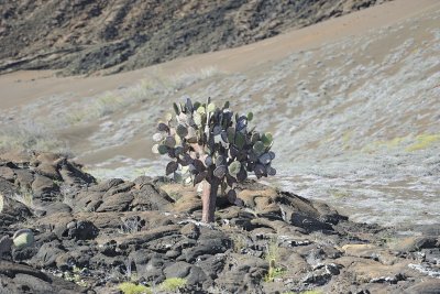 Cactus-052817-Santiago Island-#0333.jpg