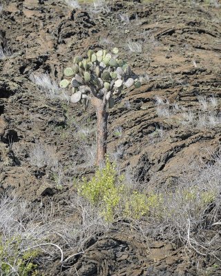 Cactus-052817-Santiago Island-#0339.jpg