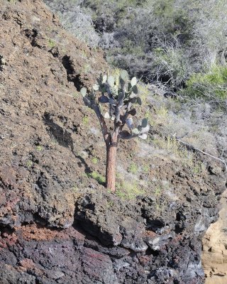Cactus-052817-Santiago Island-#0383.jpg