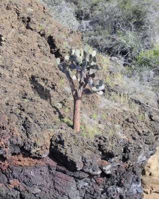 Cactus-052817-Santiago Island-#0384.jpg