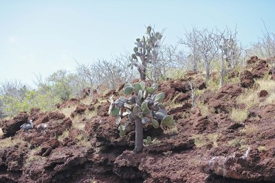 Cactus-052917-Santiago Island-#0884.jpg