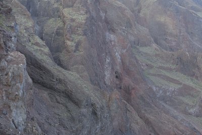 Clif face-051917-Isabela Island-#1064.jpg