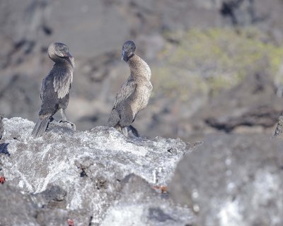 Cormorant, Flightless, 2-051917-Isabela Island-#0179.jpg