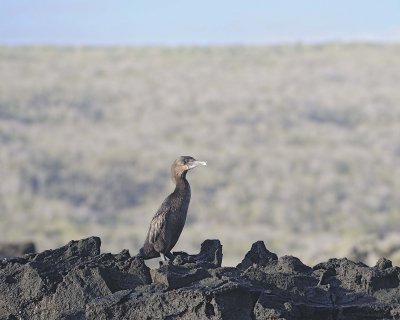 Cormorant, Flightless-051917-Isabela Island-#0116.jpg